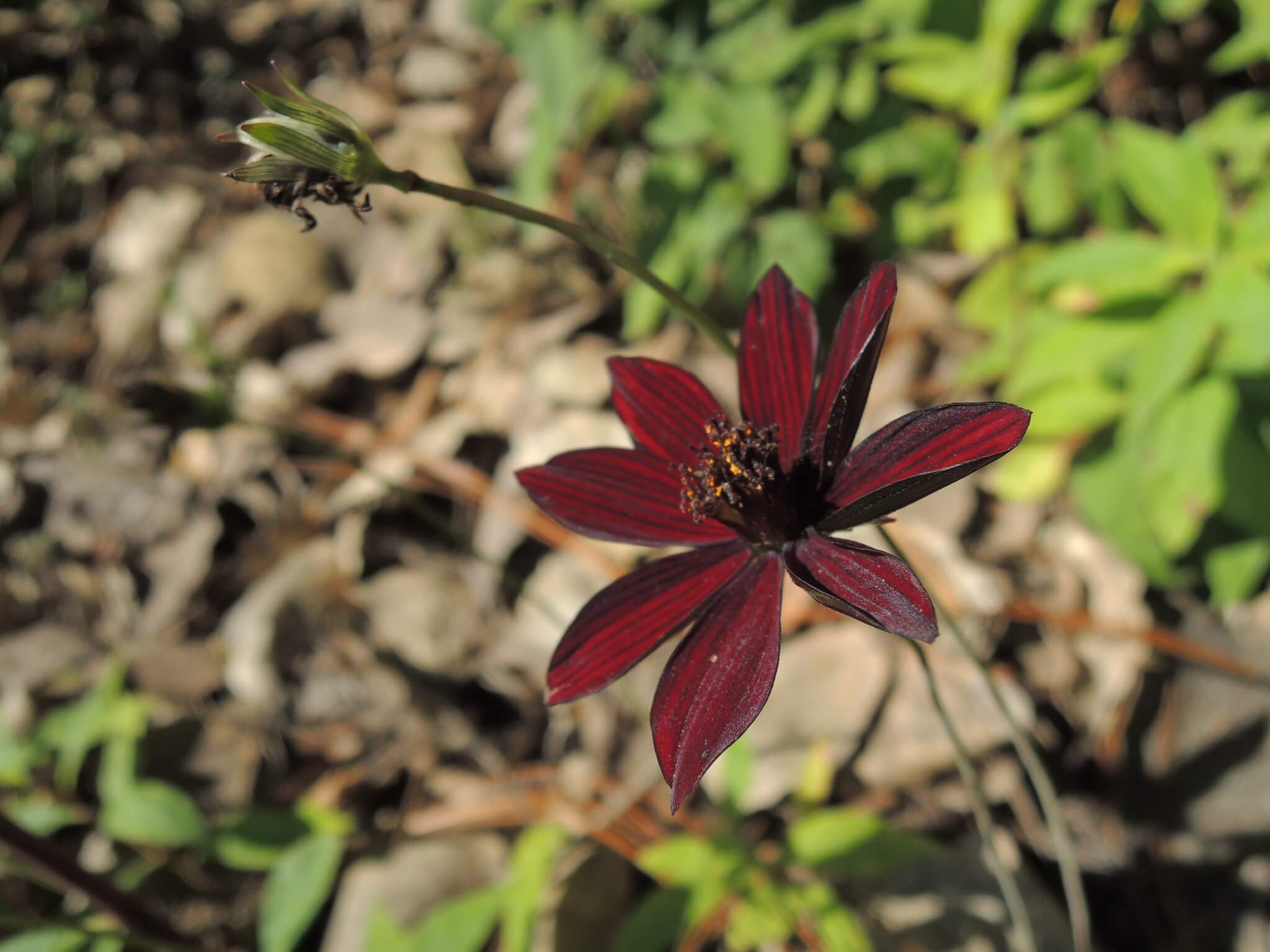 Cosmos atrosanguineus